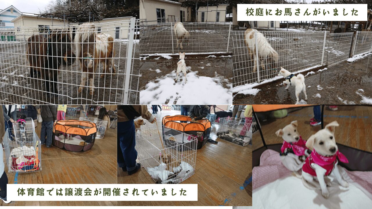 宮城県大郷町、【スモリの家 たのしいおうちづくりの学校】にドッグランがあります