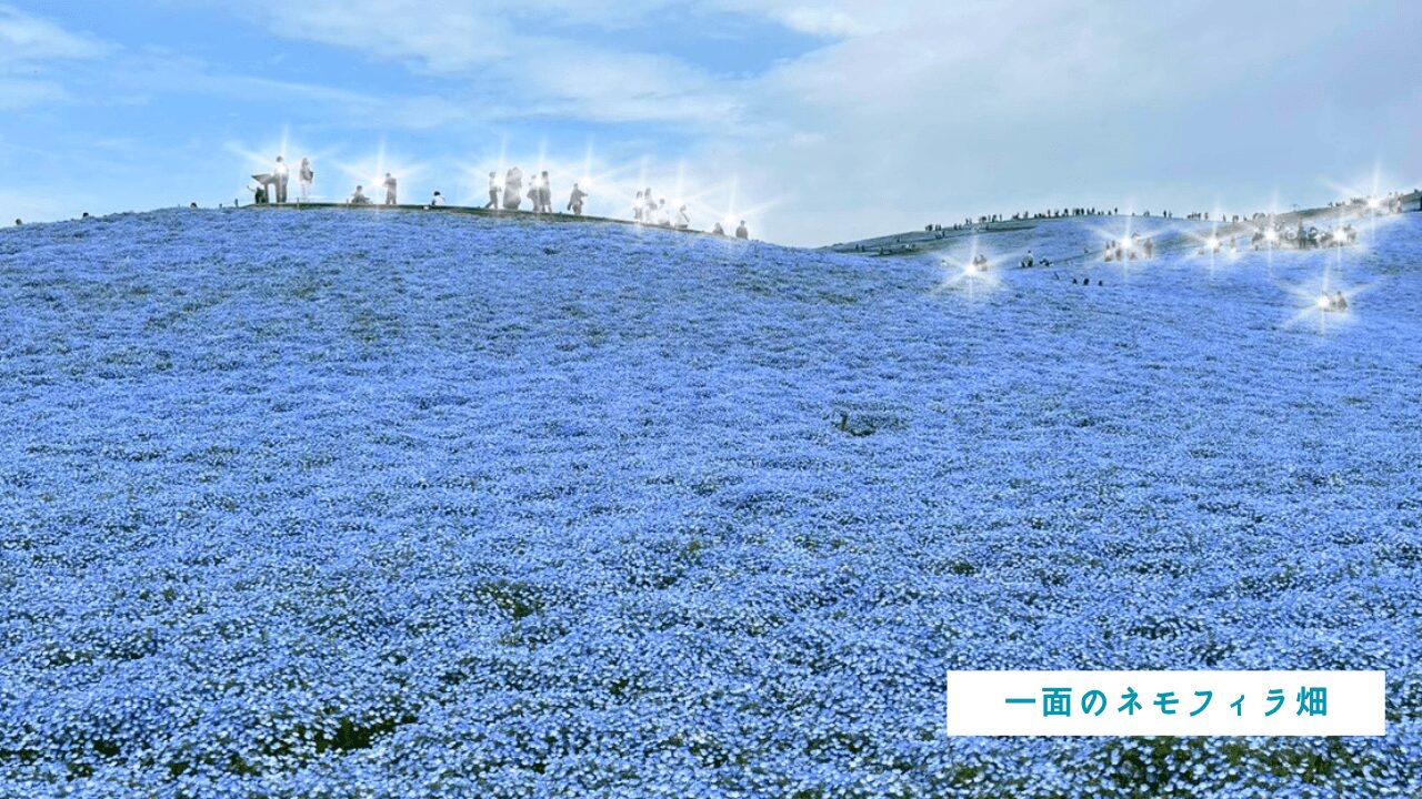 国営ひたち海浜公園、満開のネモフィラ畑