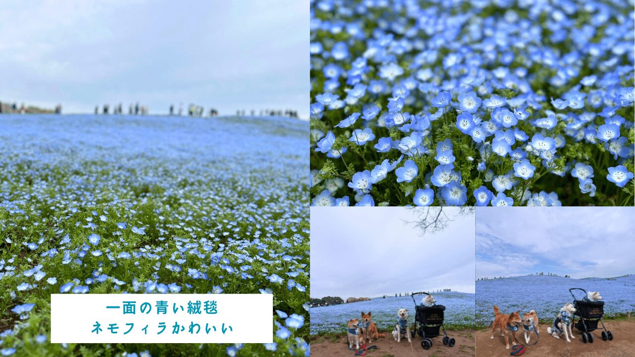 国営ひたち海浜公園、ネモフィラ