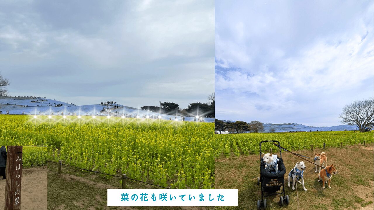 国営ひたち海浜公園、ネモフィラ、菜の花畑