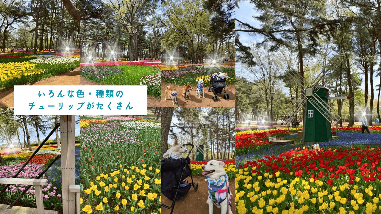 ひたち海浜公園、チューリップ