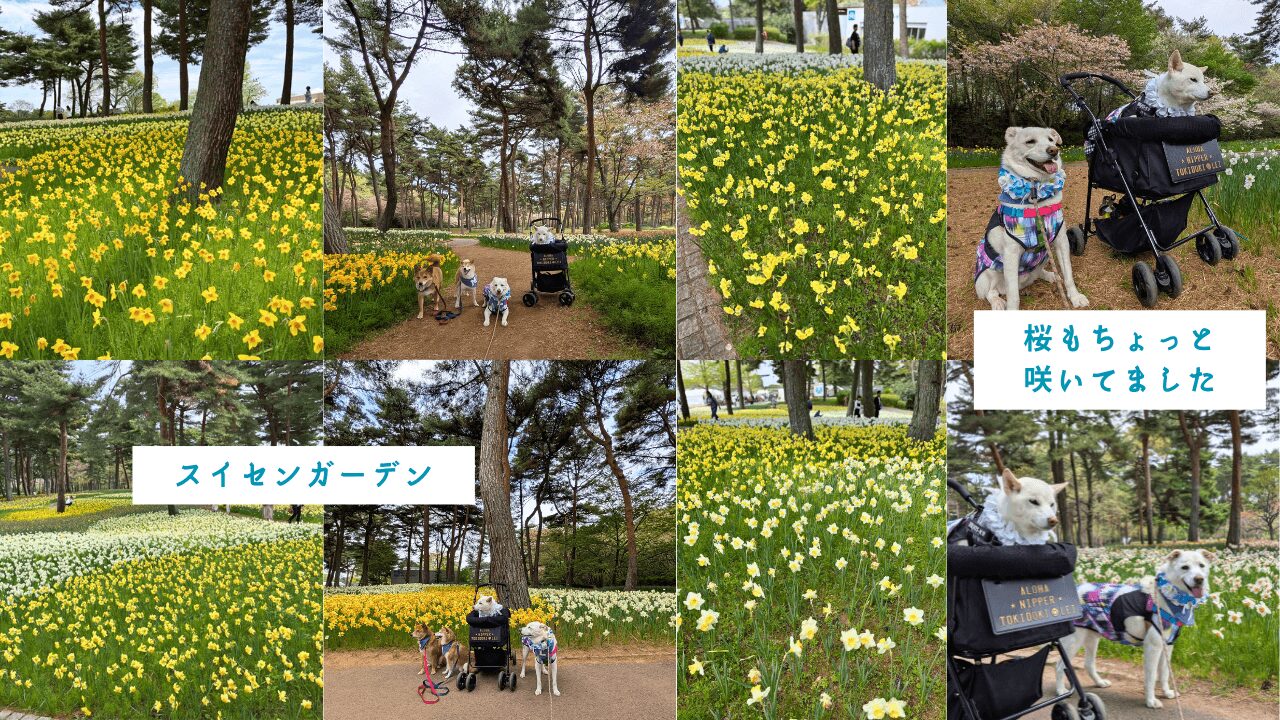 ひたち海浜公園、スイセンガーデン
